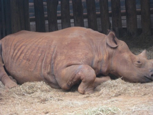 Rhino sleeping