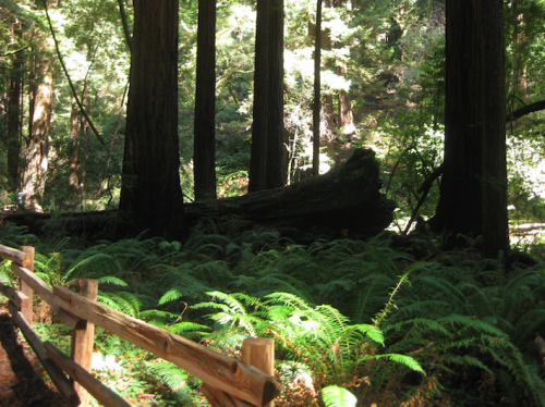 Muir Woods