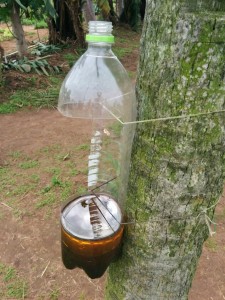 Eco-friendly insect trap designed and built by the students of Escuela Agricola